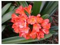 CLIVIA