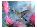 Colibri