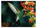 Colibri