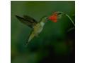 Colibri