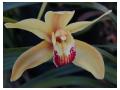 CYMBIDIUM