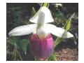 CYPRIPEDIUM