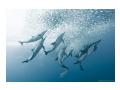 Delfini inoata sincron cu sardine