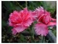 DIANTHUS