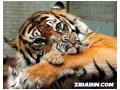 Dragoste de tigru