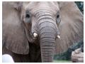 Elefant African