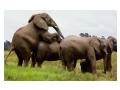 Elefanti in natura