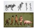 evolutia