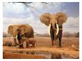 Familie de elefanti indieni