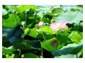 Floare de lotus