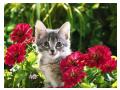 flora si fauna flora si fauna