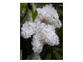 Flori de liliac