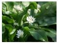 Florile de leurdă Florile de leurdă