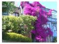 florile lila florile lila