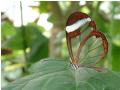 Fluture transparent
