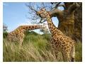 Girafe