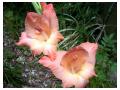 GLADIOLUS