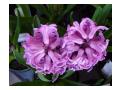 HYACINTHUS