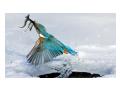 Ice Bird - Pasarea de gheata