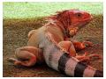 Iguana roz