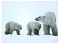 Imagini animale