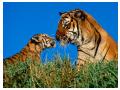 Imagini animale