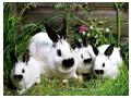 Imagini animale