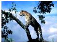 Imagini animale