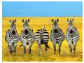 Imagini animale