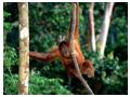 Imagini animale