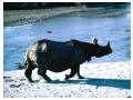 Imagini animale