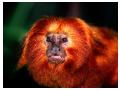 Imagini animale