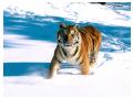 Imagini animale