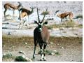 Imagini animale