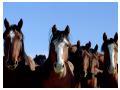 Imagini animale