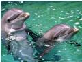 Imagini  animale