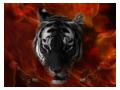 Imagini  animale