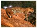 Imagini animale