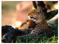 Imagini animale
