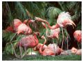 Imagini animale