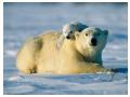 Imagini animale