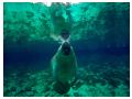 Imagini animale