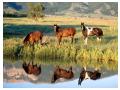 Imagini animale