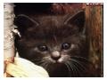 Imagini feline