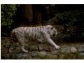 Imagini feline