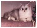 Imagini feline