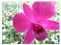 Imagini orhidee