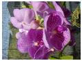 Imagini orhidee