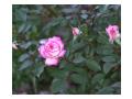 Imagini trandafiri