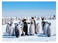 Imperiul pinguinilor